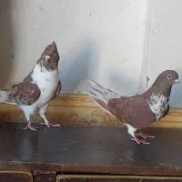 کبوتر پرشی ۲ جفت گرگی و سوسکی