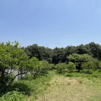 ۱۳۰۰ متر زمین دیوارشده پلاک یک جنگل بابلکنار