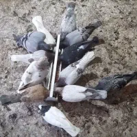 به دلیل جا به جا شدن خونه