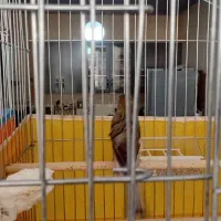 قناری رسمی