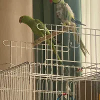 طوطی ملنگو