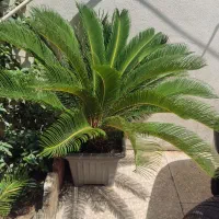 سیکاس ده ساله مادر در حال تکثیر
