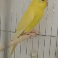 مرغ عشق هلندی