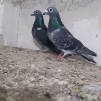 پلاکی چاپی موقیعت اردبیل