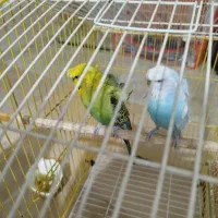 مرغ عشق پروا نه ای