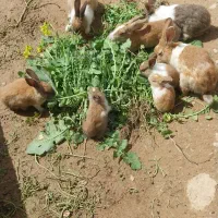 خرگوش سالم وسرحال قشنگ هه ر عدد ۳۰۰هزار