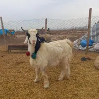 بزغاله زنده گوسفند زنده