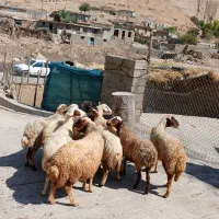 ۹راس شک گوسفند شیره دار ِآبستن