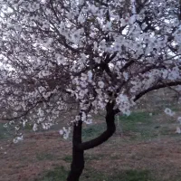 فروش-باغ-و-زمین-کشاورزی-22000-متری