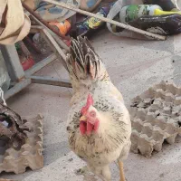 جوجه خروس محلی