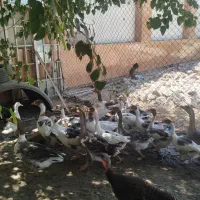 فروش ویژه غاز