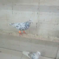 کبوتر