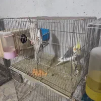 عروس هلندی جفت