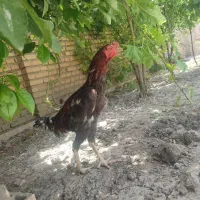 خروس لاری