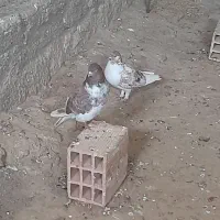 کبوتر گرگی