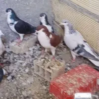 خوشرنگ رنگی