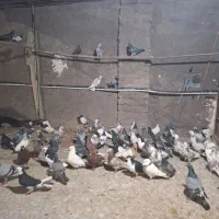 کفتر