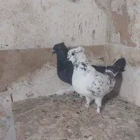 ۲ عدد کفتر ماده
