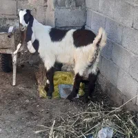 چپشت  عالی ومچقلمدار