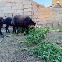 میش افشاری