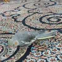 عروس هلندی جوجه