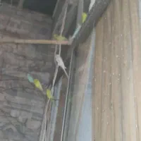مرغ عشق تعداد ۱۷ عدد