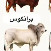 گوساله چاق