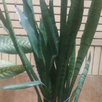 گل های طبیعی سبز و جوان مناسب اپارتمان اداری.مغازه