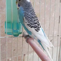 مرغ عشق نر