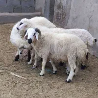 بره  نر  محلی چاق تبری   کیلویی 620