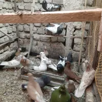 ۱۵۰ طوق کبوتر رنگی|پرنده|تهران, ابوذر (منطقه ۱۵)|دیوار