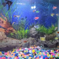 آکواریوم با ماهی