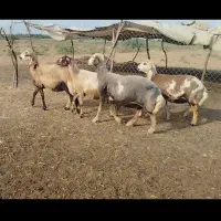 گوسفند داشتی