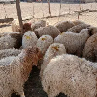 بره پای پروار۲۸راس کیلو۷۰۰وزن جفتی۷۵کیلو