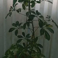 سه تا گل بفروش میرسد