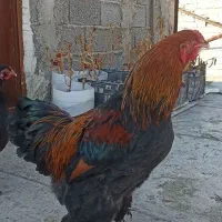 تخم مرغ برهما دونی ۱۰۰ تومان