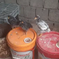 جوجه امروک