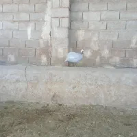 یک جفت مرغ شاخدار