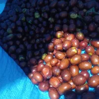 عناب تازه درجه یک خراسان جنوبی