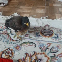 مرغ مینا دستی بازی گوش