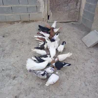 کبوتر
