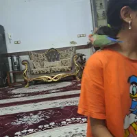 طوطی کوتوله برزیلی نر