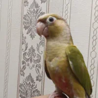 گرینچیک