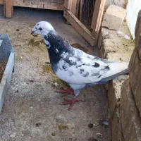 کبوتر