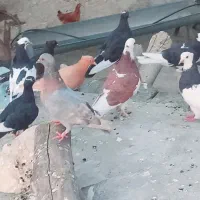 کبوتر