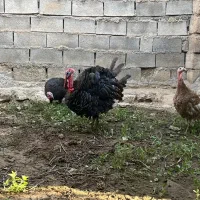 بوقلمون محلی