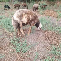 بره نر گوسفند