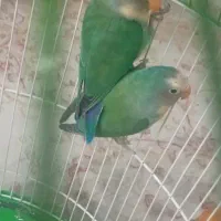 فروش طوطی برزلی