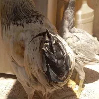خروس