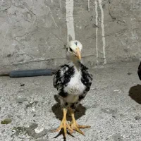 جوجه لاری|حیوانات مزرعه|تهران, شهر زیبا|دیوار